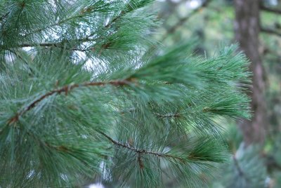 Pinus thunbergii - borovice Thunbergova - větve